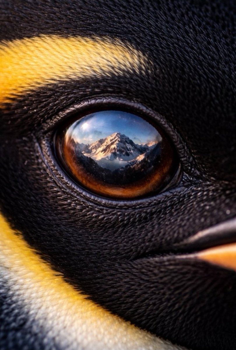 ViaVeritas tweet media