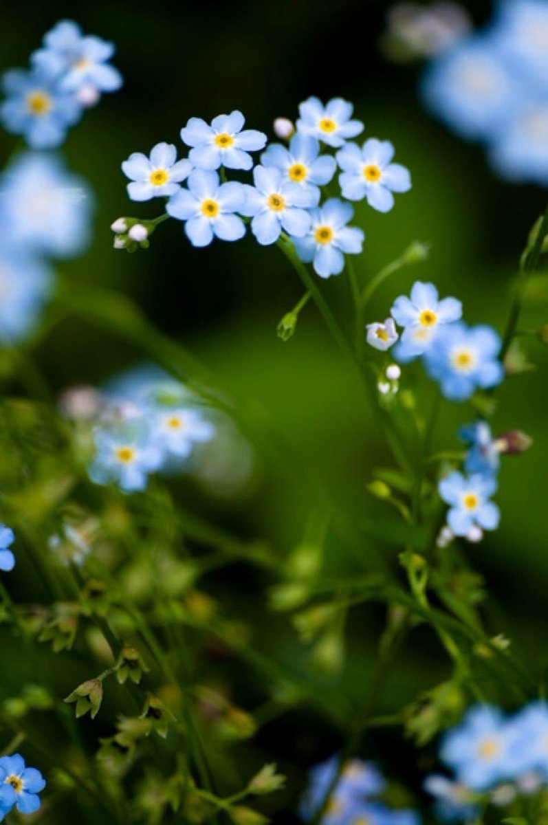 “”Look closely. The beautiful may be small..””

—Immanuel Kant—

📸 Web