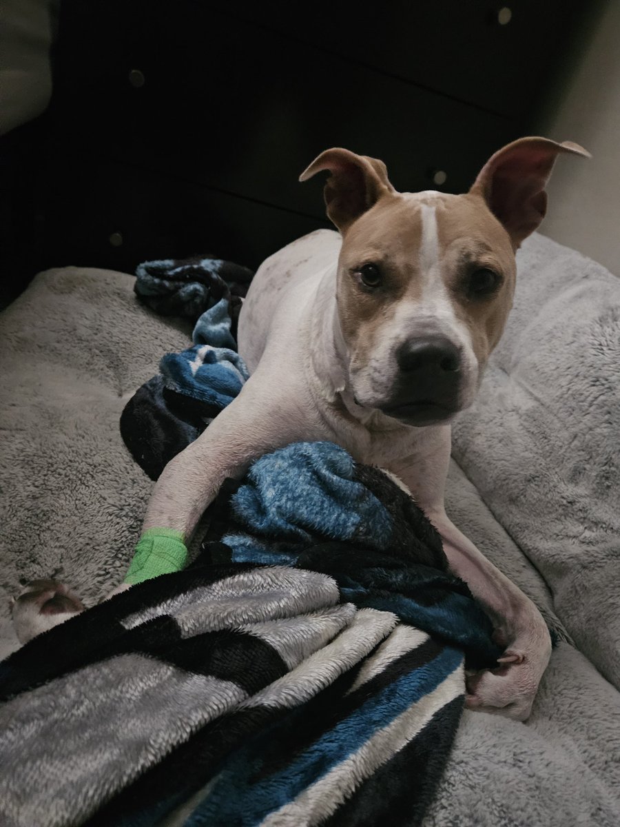 LemonPriest007's tweet photo. Please help me save my dog, seizures have gotten bad #GoFundMe #dogsofX #dogs

https://t.co/gvMQWRNykH https://t.co/6kus64VR0L