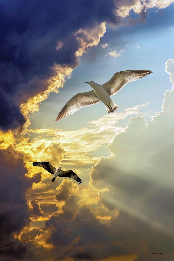 AnneScottlin's tweet photo. ❦ The seagull rides on the wind of the storm with the calm assurance that all storms pass.
~Anne Scottlin, Live for Joy
https://t.co/95FjKc0dcl
#Art #BrianWallace https://t.co/OAsElRldFK