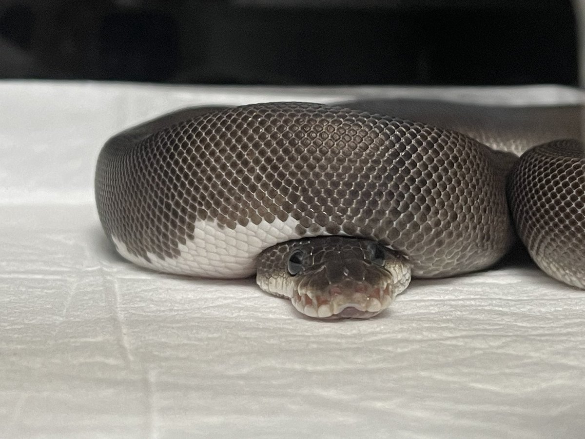ぁー、牛丼大盛り食いてぇー👴🏻
寝る🛌