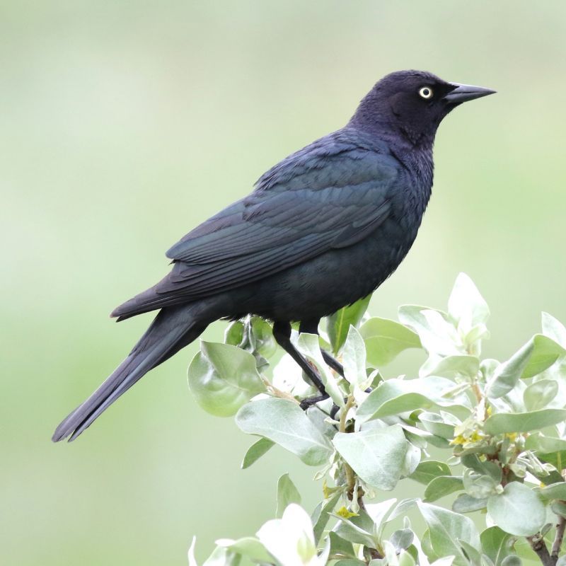 Volunteer4Birds's tweet photo. Recent risk assessment updates for bird species in #Canada https://t.co/0K4QCGQIBC #Birds #SpeciesatRisk #Redlist #COSEWIC Read to the end to see how you can help, and learn more https://t.co/EkWLRdr6JA