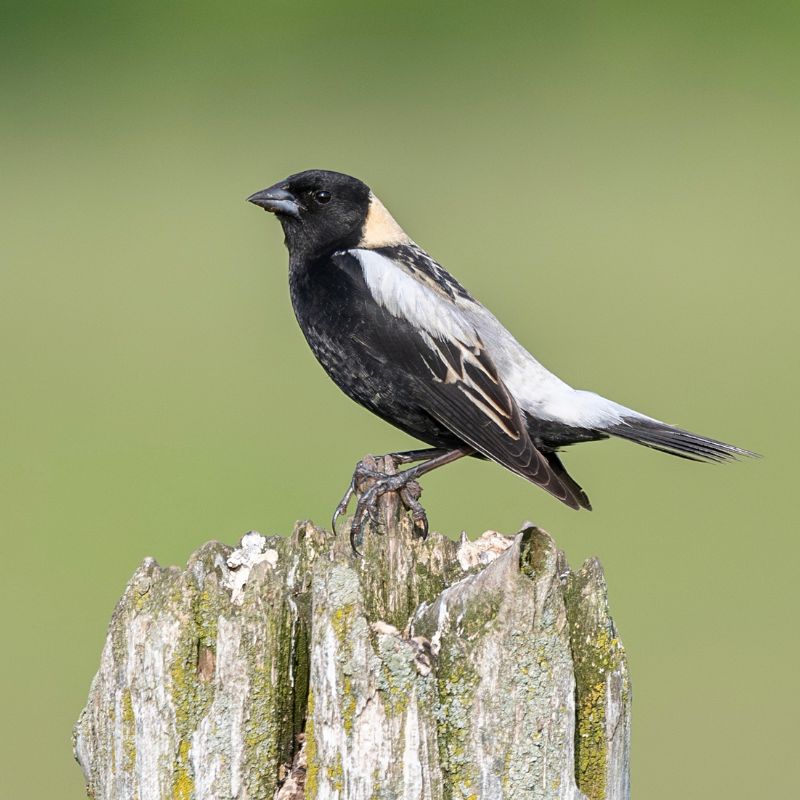 Volunteer4Birds's tweet photo. Recent risk assessment updates for bird species in #Canada https://t.co/0K4QCGQIBC #Birds #SpeciesatRisk #Redlist #COSEWIC Read to the end to see how you can help, and learn more https://t.co/EkWLRdr6JA