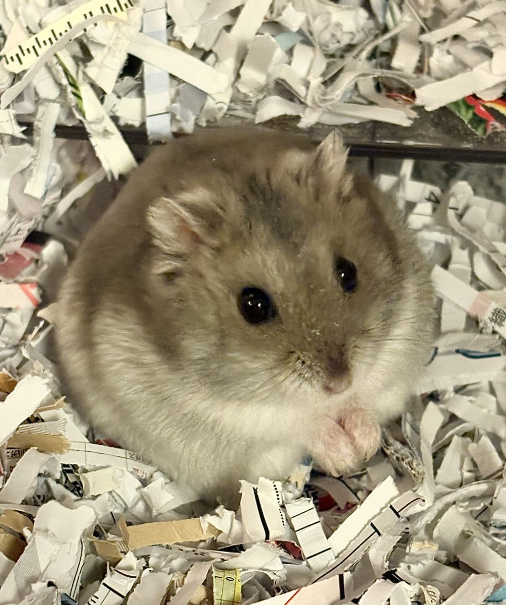 おはようマメさん!!キャベツ待ち( ˙꒳​˙  )