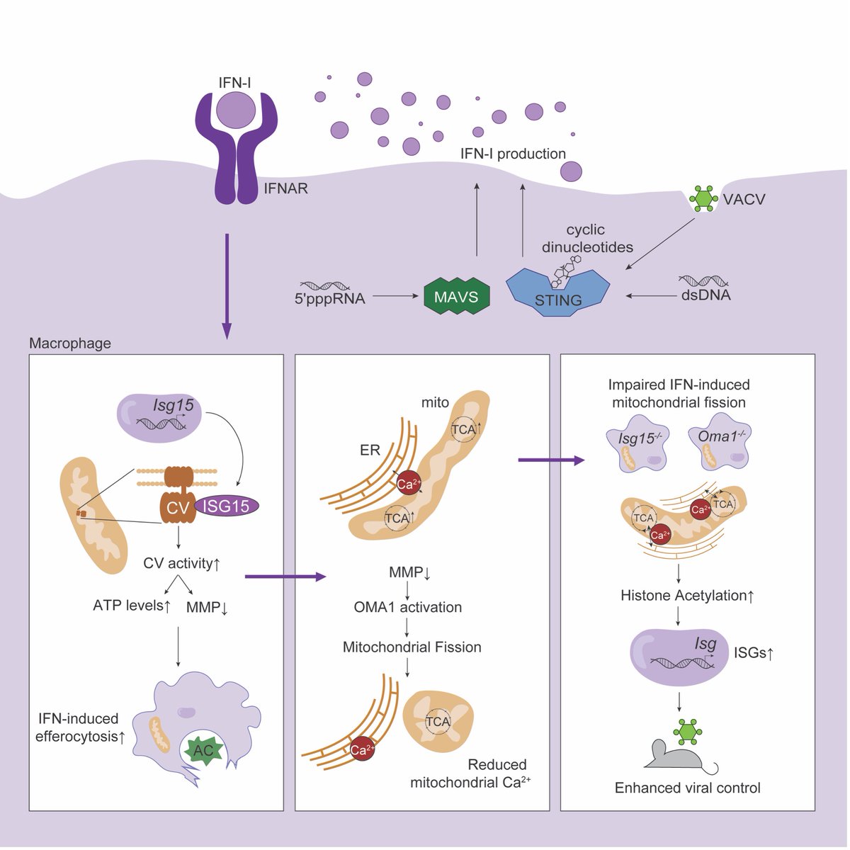 David Sancho tweet media