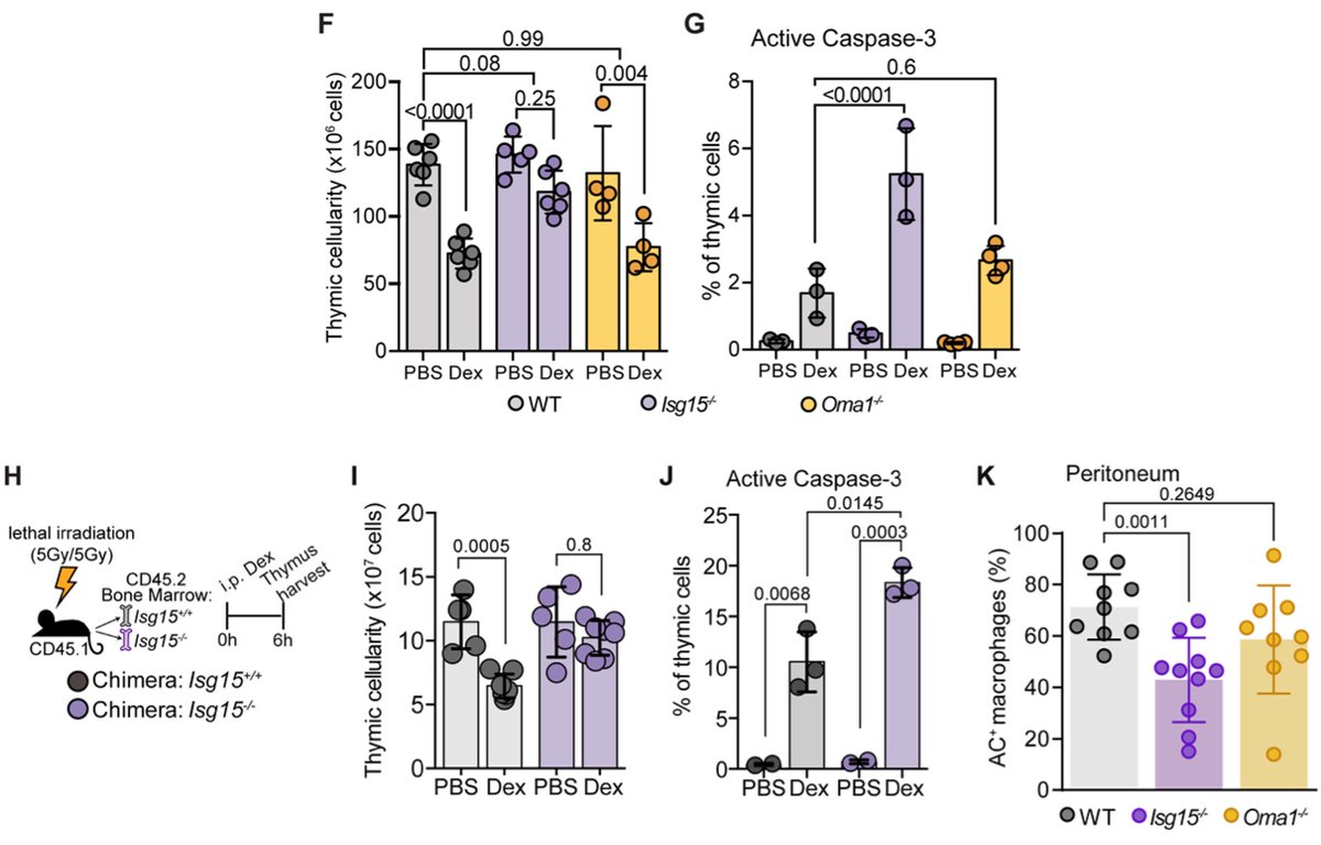SanchoLab's tweet photo. Function: #efferocytosis gets a boost. IFN‑I increases #apoptotic cell uptake by macrophages. This requires ISG15; OMA1 mitochondrial protease is dispensable for this step. ISG15‑deficiency shows impaired clearance of apoptotic cells in vivo in thymic or peritoneal challenges https://t.co/p1Oyr1fnz8