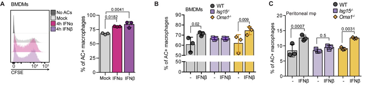 SanchoLab's tweet photo. Function: #efferocytosis gets a boost. IFN‑I increases #apoptotic cell uptake by macrophages. This requires ISG15; OMA1 mitochondrial protease is dispensable for this step. ISG15‑deficiency shows impaired clearance of apoptotic cells in vivo in thymic or peritoneal challenges https://t.co/p1Oyr1fnz8