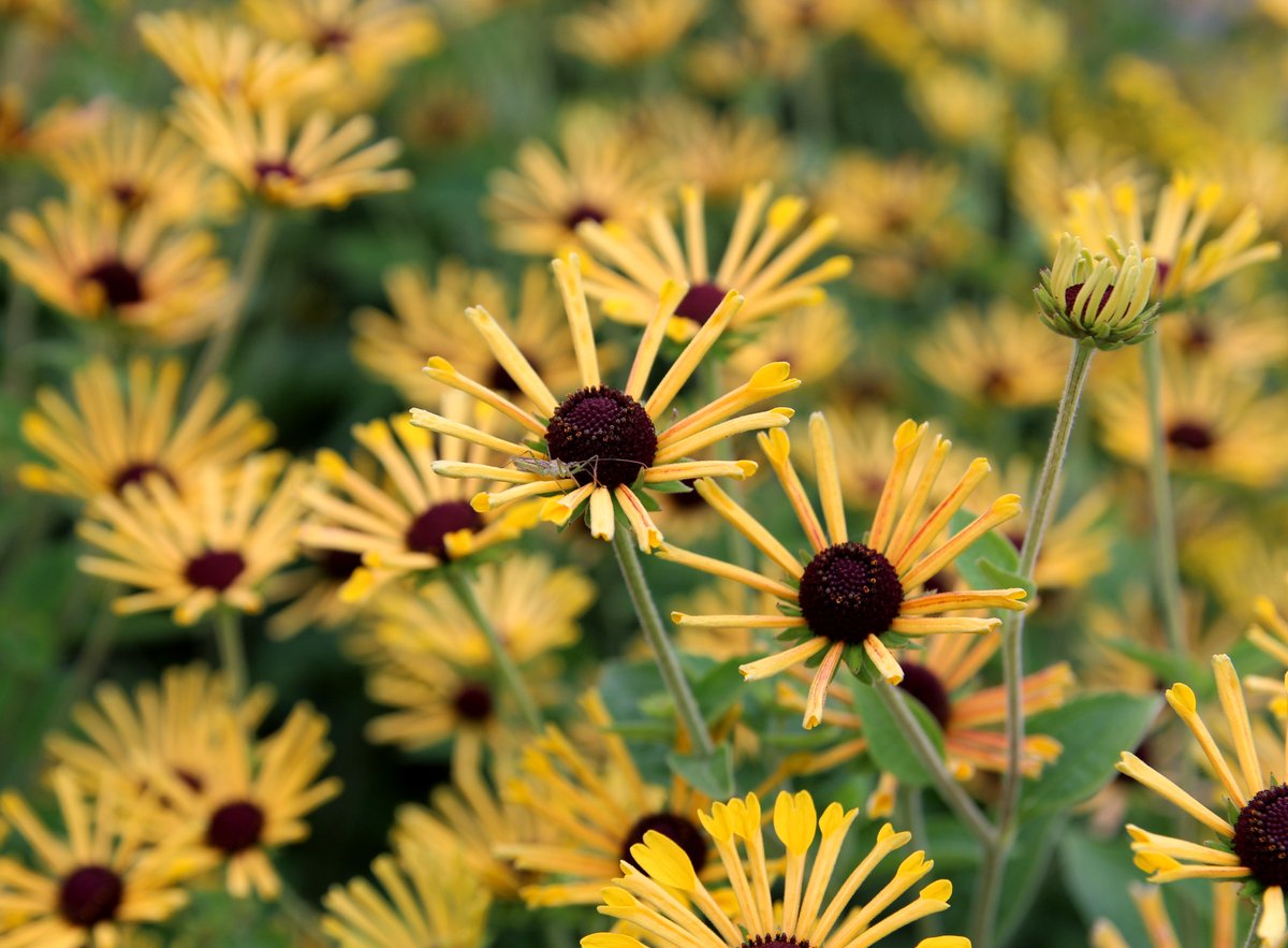 TerraNovaNurs's tweet photo. #PlantOfTheDay: #Rudbeckia 'Little Henry' is great for cuts, perfectly sized for borders, and packed with those irresistible quilled gold blooms from summer to frost: https://t.co/QCI9tWcji6 #LittleHenry #PerennialPower #CutFlowerGarden #PollinatorFriendly #GoldBlooms #Garden https://t.co/pbcFjMNuHw