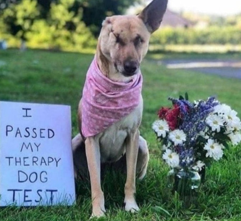 Best in Dogs tweet media