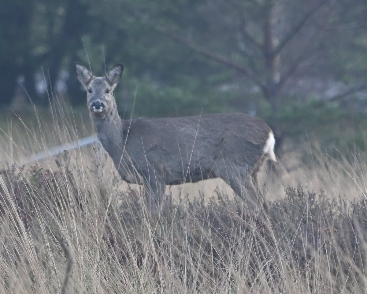 Being watched on this mornings walk !