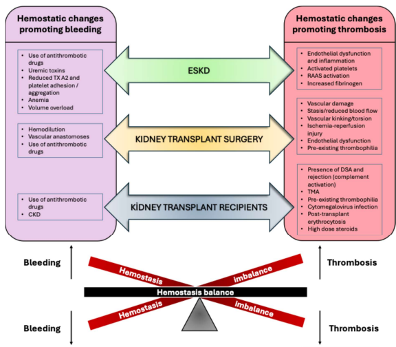 Now online in <a href="/NDTsocial/">NDT</a>

Management of antithrombotic therapies in kidney transplantation: An ERBP/ERA, DESCARTES/ERA and Ekita/ESOT clinical practice document

▶️academic.oup.com/ndt/article/do…