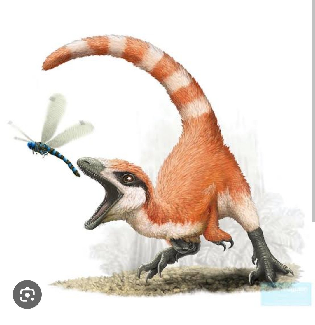 Have you ever seen a VTuber inspired by a Sinosauropteryx? 👀 A small theropod whose fossils preserve traces of its original colors, Literally a tiny speedy carrot with a striped tail! 🦖🥕 Don’t give a pencil to a dinosaur nerd like me 🥴 or I’ll end up making more of these bbs