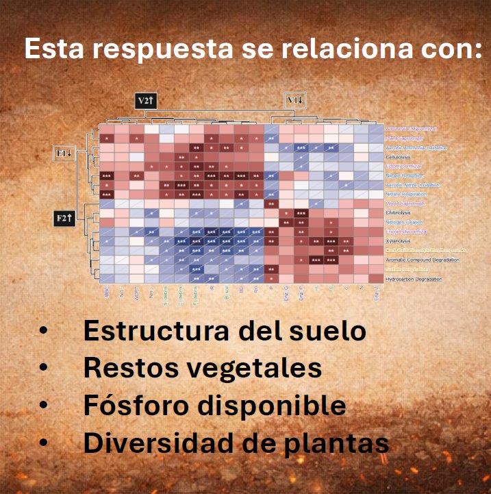 rayo tweet media