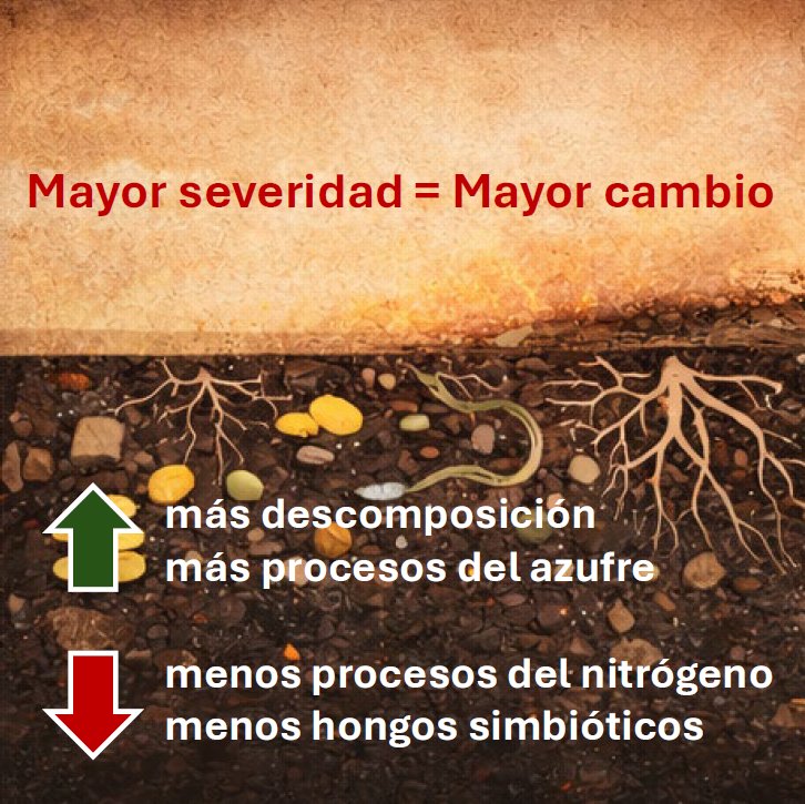 rayo tweet media
