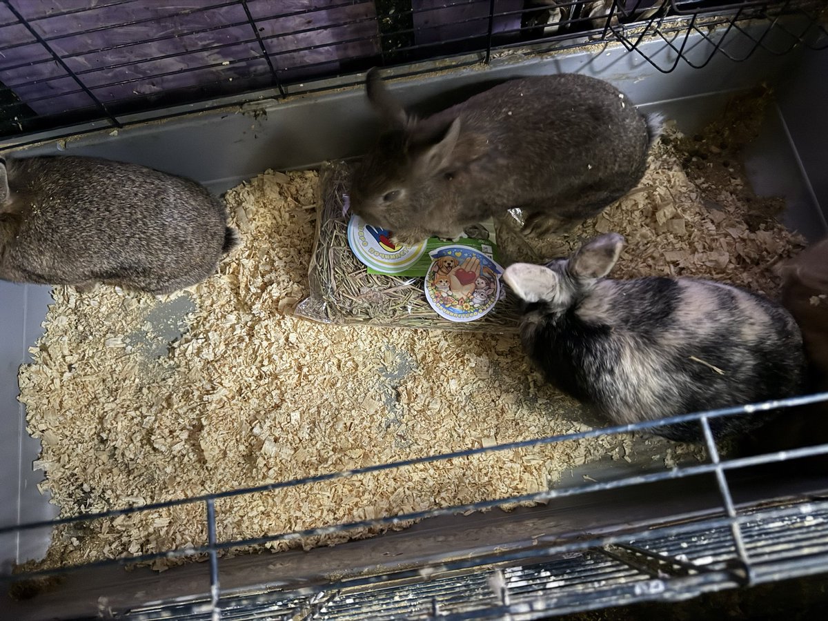 Today, our child's school supported the animal Defence campaign and brought gifts for the rescued animals. We are very happy that children have a manifestation and opportunity to express love and respect for animals.