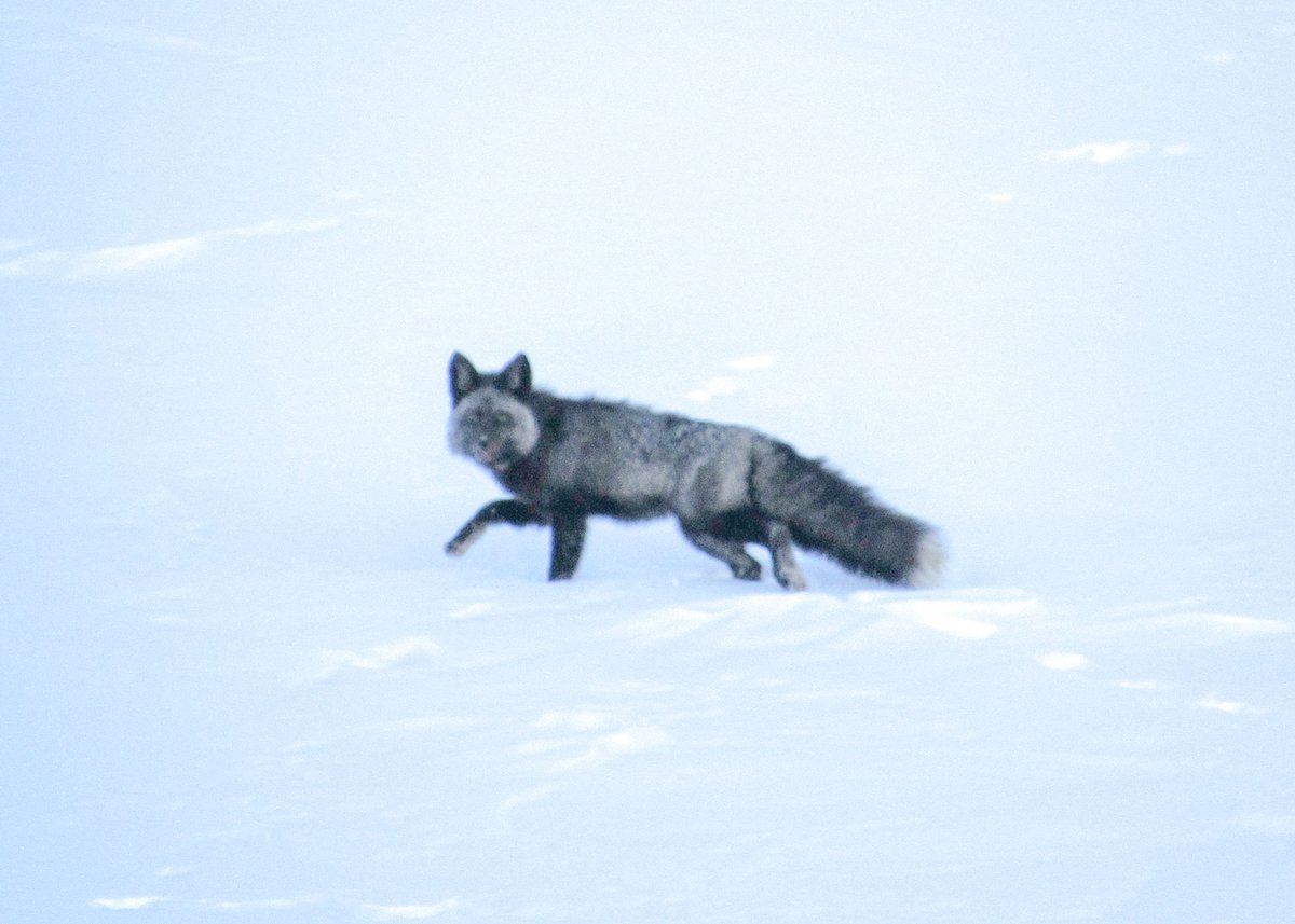 California Department of Fish and Wildlife tweet media