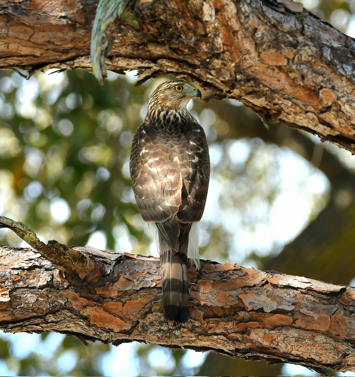A young Cooper's hawk. The perks of looking up. 🪶