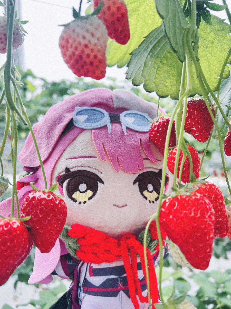 A few days ago I went strawberry picking with Biboo!! They were soooo good I got to try so many different kinds!!! 🍓💕