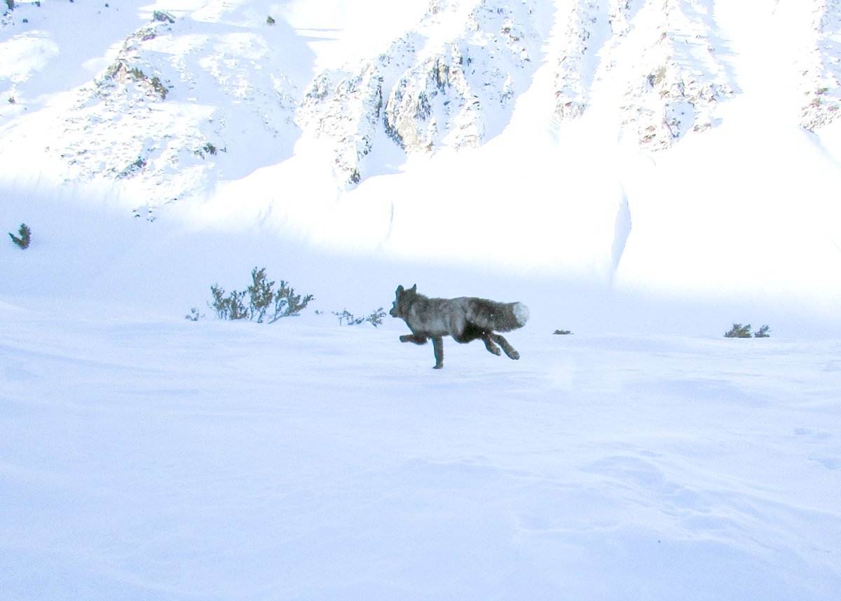 California Department of Fish and Wildlife tweet media