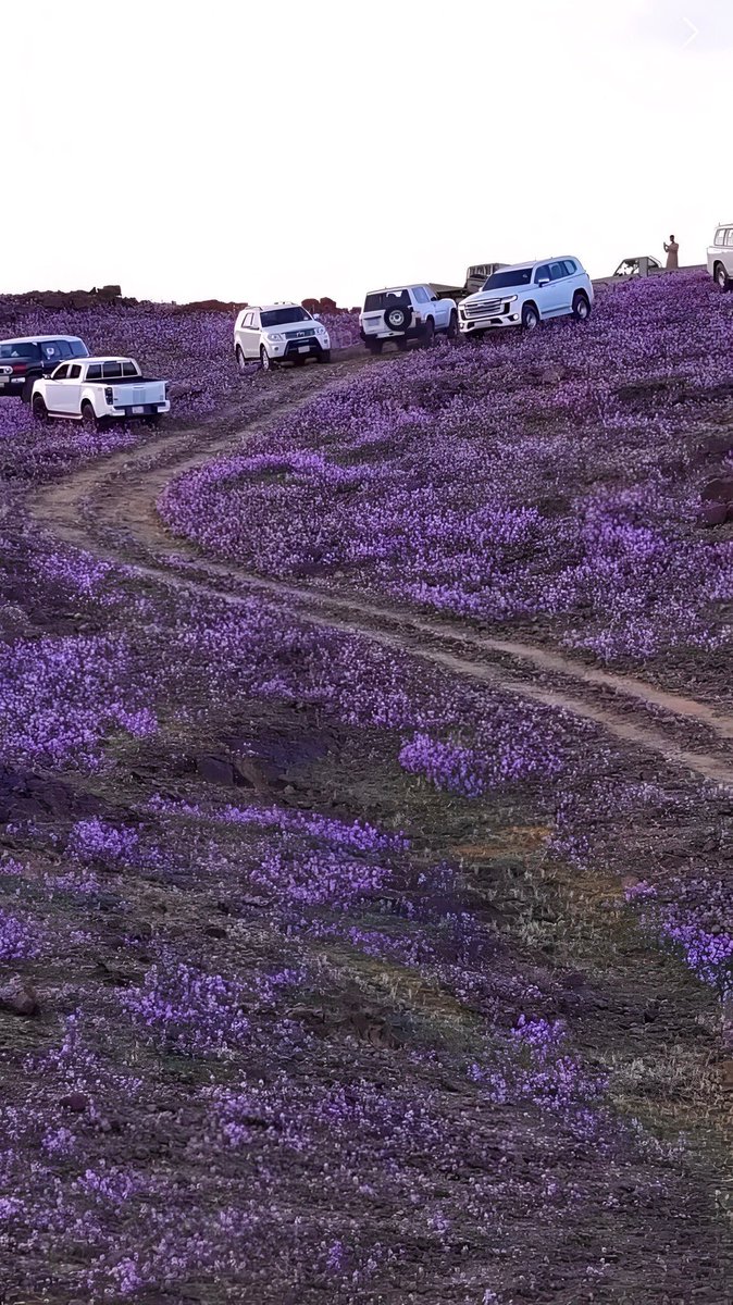 المملكة العربية السعودية " مدينة حائل " 💜