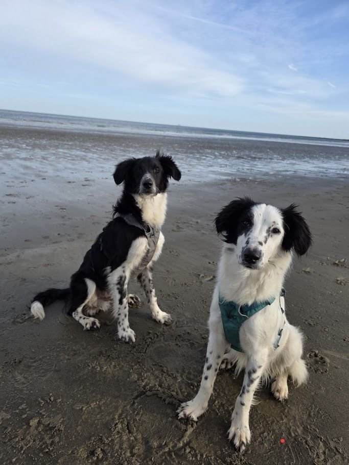 WildWash tweet media