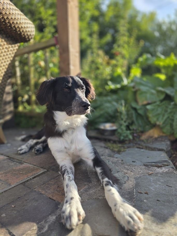 WildWash tweet media