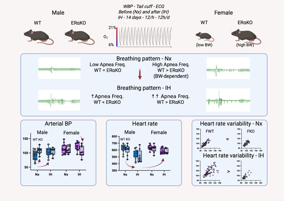 japplphysiol's tweet image. Check out the latest work from @IUCPQ in today's #ArticleinPress: #Estrogen Receptor Alpha Determines Sex-Specific Cardiorespiratory and Autonomic Responses to Intermittent #Hypoxia in Mice (Ella Aka et al.):

ow.ly/7u2x50Ycste