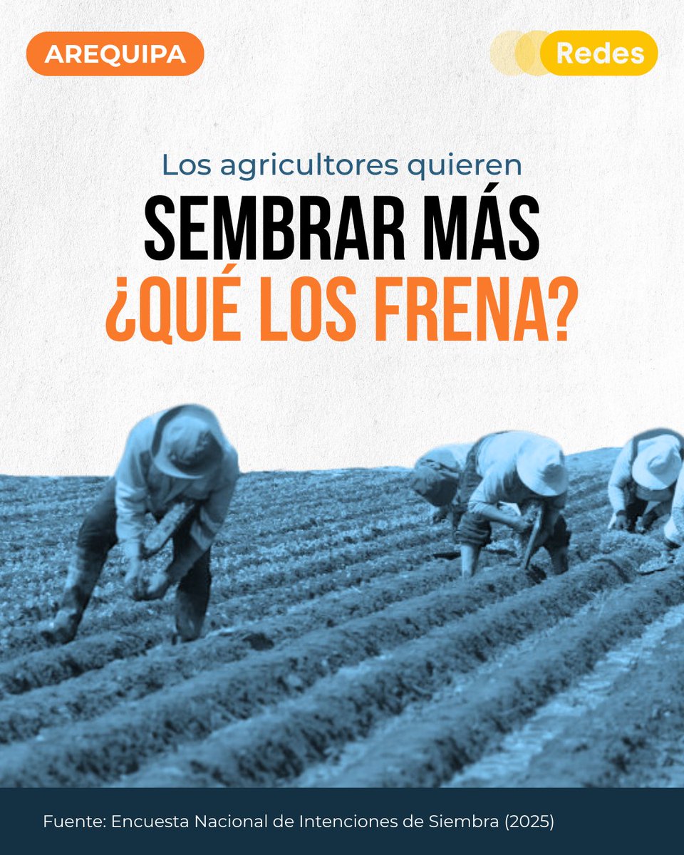 Cuando un agricultor amplía su chacra, lo hace con esperanza. Y este año, esa esperanza crece en Arequipa: casi la mitad de los productores quiere sembrar más. Maíz, frijoles, ajos… los campos se preparan para una nueva campaña (ENIS, 2025).

Los valles de Majes, Tambo, La Joya,