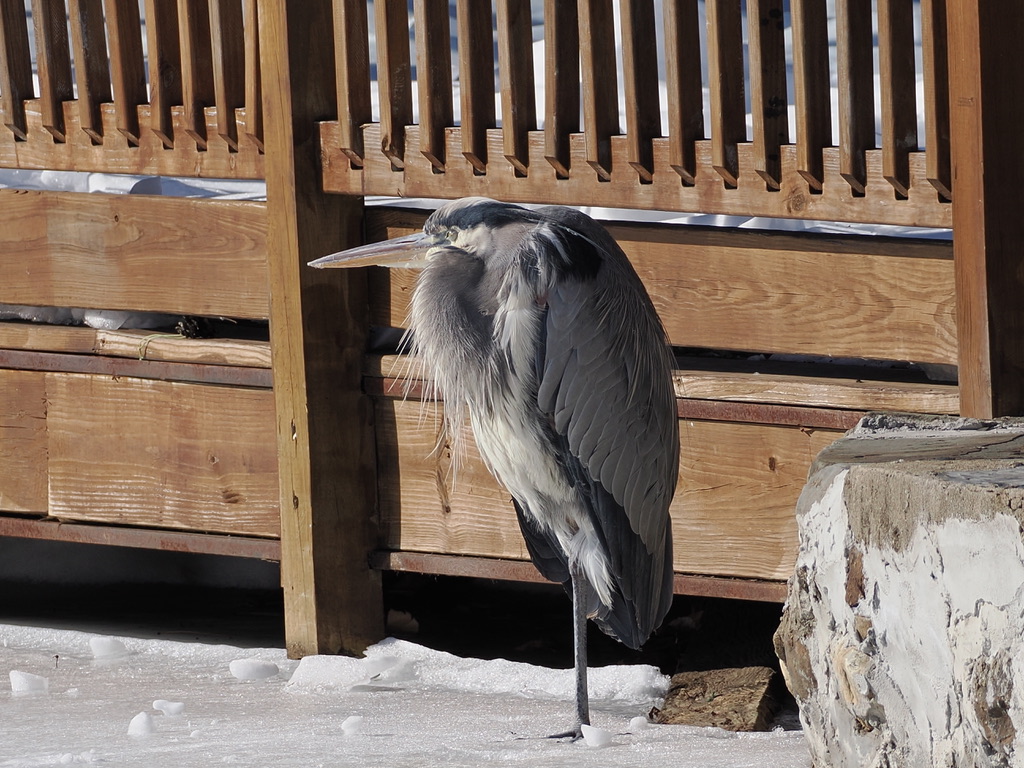 mawgdn's tweet photo. Great Blue #Heron enjoying the sun, tugged in a little nook next to restaurant's terrace. There was a little spot of opened water nearby #WadersWednesday #birdwatching #BirdsSeenIn2026 Clove Lakes Park 02/09/26 https://t.co/gujcQ0IfiA