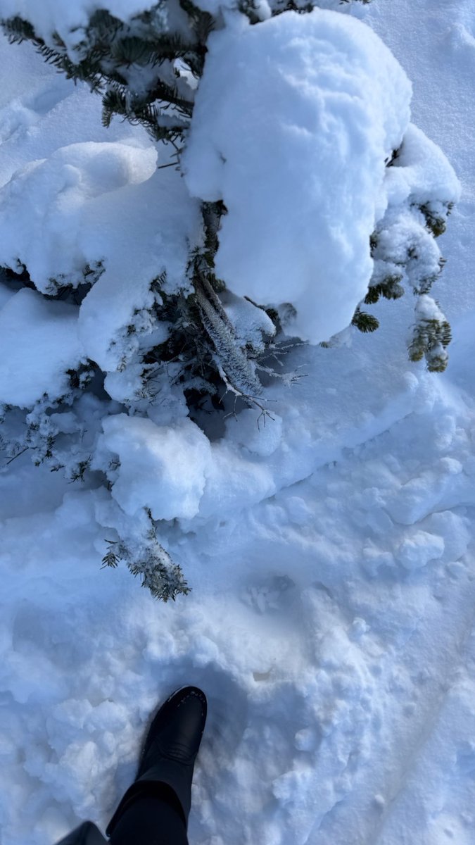 fajerr_als's tweet photo. Winter feels❄️☃️. https://t.co/EWRNocpXQE