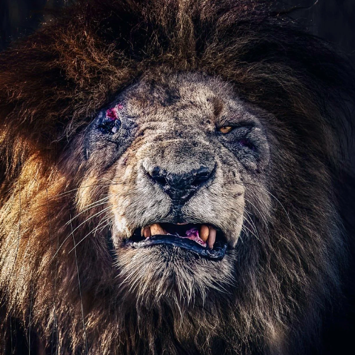 Scarface (2007-2021): The legendary lion who killed 400 hyenas, 130 rivals, battled hippos, drove out crocs, and died alone a true king.

7ZAyuqYJifHQ8pKBrdtEpmYF7xUc5BacumocATXpump