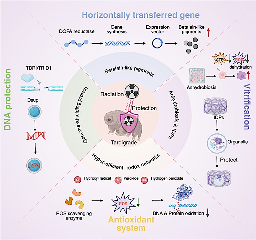 Radioprotection Redefined: Drug Discovery At The Intersection Of Tardigrade Biology And Translational Pharmacology
astrobiology.com/2026/02/radiop… #astrobiology #extremophile #Tardigrade <a href="/tardigradopedia/">Tardigradopedia</a>