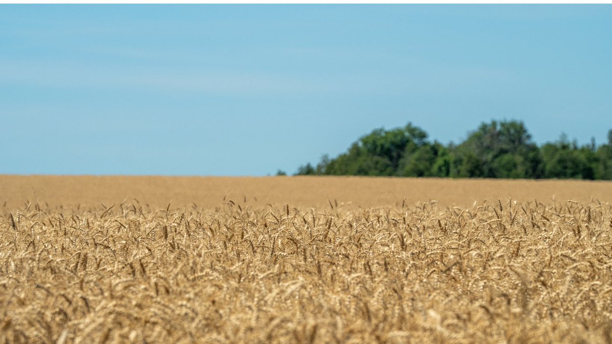 Good in Every Grain tweet media