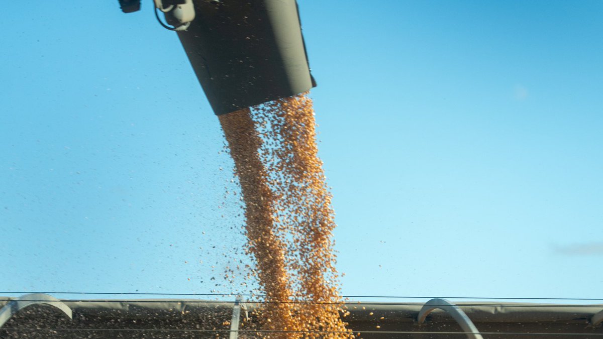 Good in Every Grain tweet media