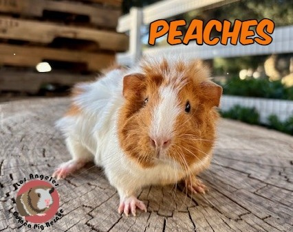 Meet Peaches, our adoptable pig of the day! Peaches is around 6 months old and is just the sweetest; she loves attention! Peaches is also friendly with other guinea pigs and has assimilated well into one of our female communities. Peaches will make a great buddy for your single