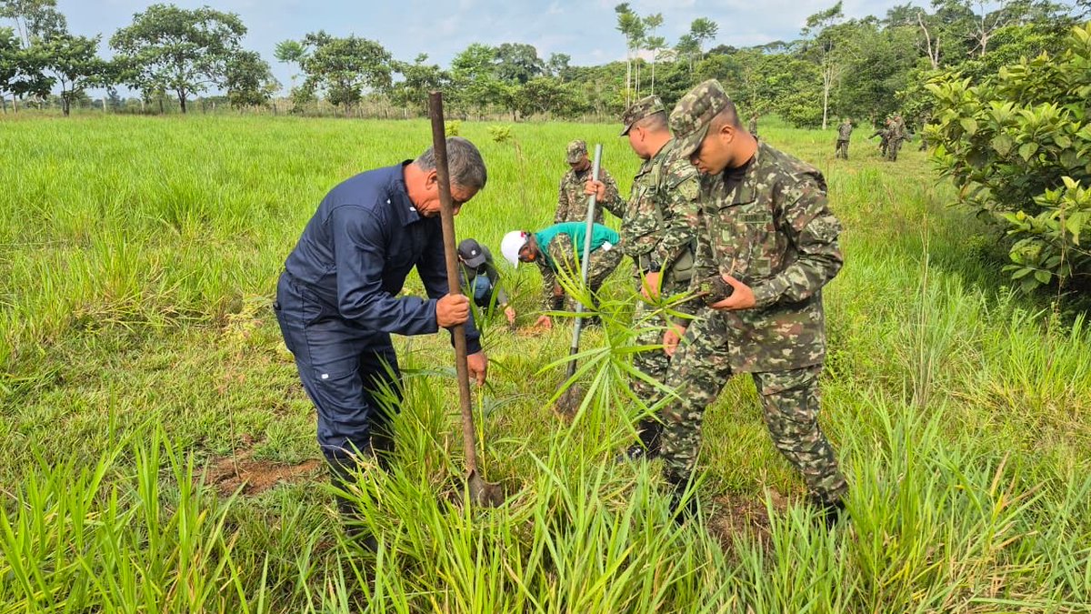 Ejercito_Div6's tweet photo. #CustodiosDelMedioAmbiente | Soldados del #BIROR25 – #Brigada27, junto a NaturAmazonas, sembraron 15.400 plántulas nativas en Villagarzón, #Putumayo, en defensa de la Amazonía y la vida. 🇨🇴🌿 https://t.co/jn6QQfi7Eb