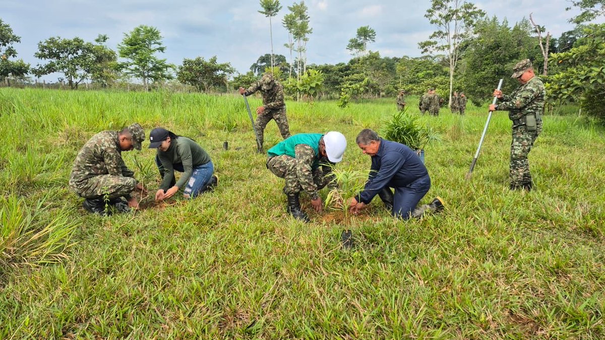 Ejercito_Div6's tweet photo. #CustodiosDelMedioAmbiente | Soldados del #BIROR25 – #Brigada27, junto a NaturAmazonas, sembraron 15.400 plántulas nativas en Villagarzón, #Putumayo, en defensa de la Amazonía y la vida. 🇨🇴🌿 https://t.co/jn6QQfi7Eb