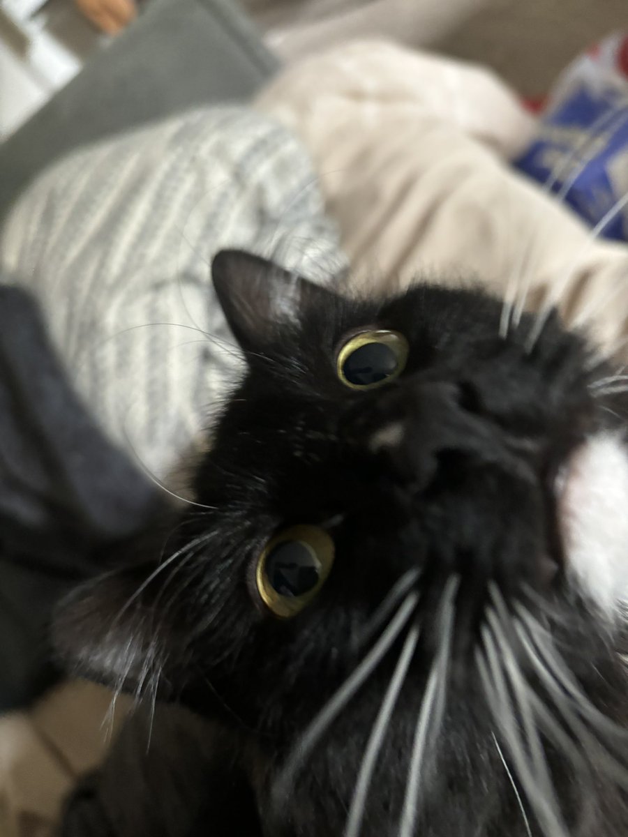 Wisp🪓🕯️ tweet media