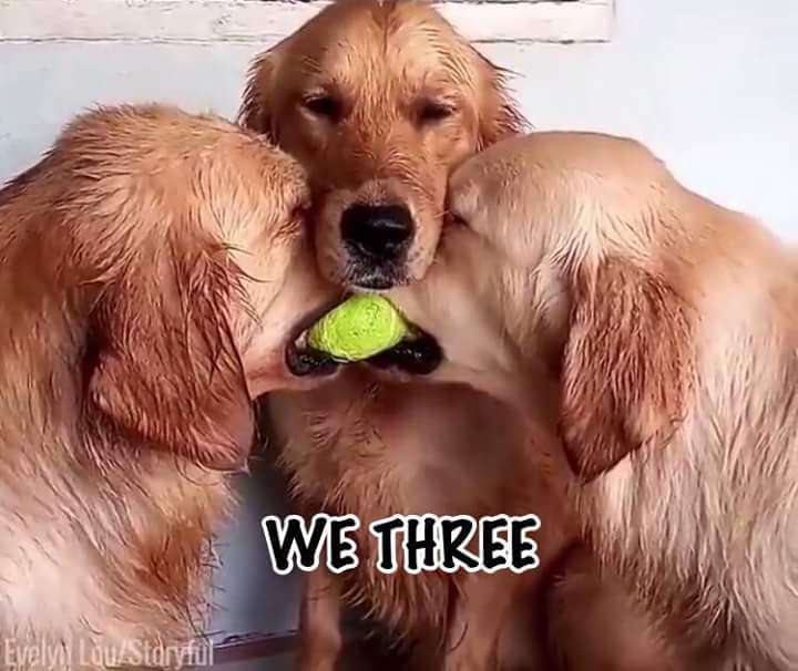 ScribeE-Crusaders1677 tweet media