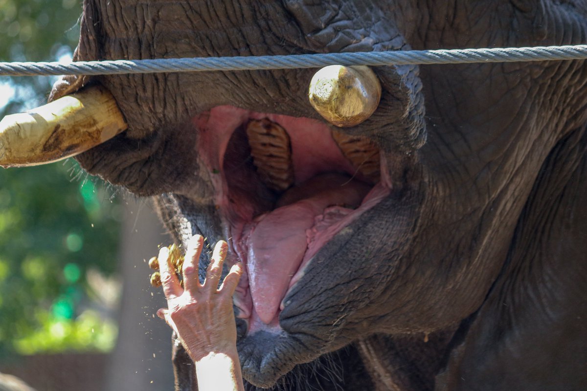 Ever been this close to an elephant's mouth where you can see its teeth? #Photography #ZooPhotography #Canon #Photographer #Animals #Art
