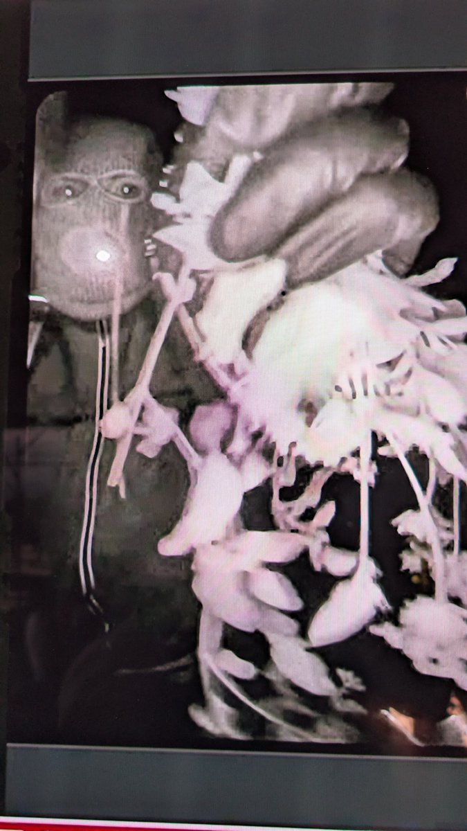 KingKlonno's tweet photo. The person of interest in the Guthrie kidnapping has a gold left front tooth. The tooth is reflecting the NEST IR back into the camera.
Gold is an extremely efficient reflector of infrared (IR) radiation, reflecting over 99% of it. 
@FoxNews @FBI @FBIDirectorKash https://t.co/JeAnSBeq4U