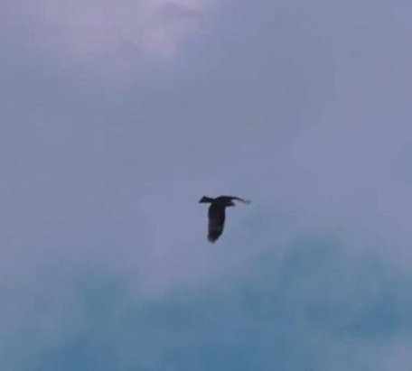 steinont's tweet image. 早朝からドキドキ 👩‍👩‍👧‍👧