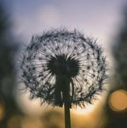 علي احمد tweet media