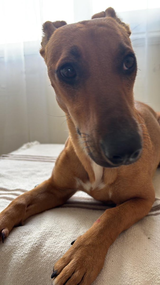 Vos querés que la abuela te coma a besos?! Mira lo que es esa carita, Canelita corazón ❤️