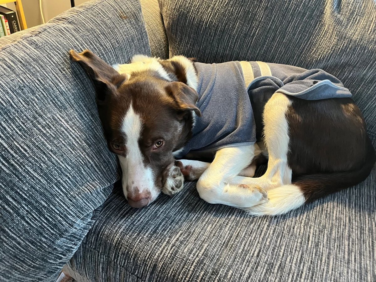 H2RScotland's tweet photo. (Inverness) Rolo is patiently waiting for his new home, can you please share to help him on his way? 

Beautiful boy Rolo is a 3 year old Collie. He is available and looking for a new home.
Rolo is chipped and healthy with no issues.
He is nervous meeting new people to begin with and may bark but soon comes around and is very friendly.
He eats wet and dry food and likes his treats.
Rolo can sit and give paw. He can sometimes pull on the lead, therefore someone who can handle him is best.
He has only travelled short distances in the car.
Rolo wouldn’t be suitable to a home with cats.
He does like to play with other dogs however we’re unsure how he would be living with another dog so he would be best as the only dog. 
Rolo loves to play with a frisbee and is good with kids.

For more information or to offer a new home please email info@help2rehome.com 

Sorry we are unable to accept messages to the page, please email for any information. 

If you need help to rehome please email info@help2rehome.com
