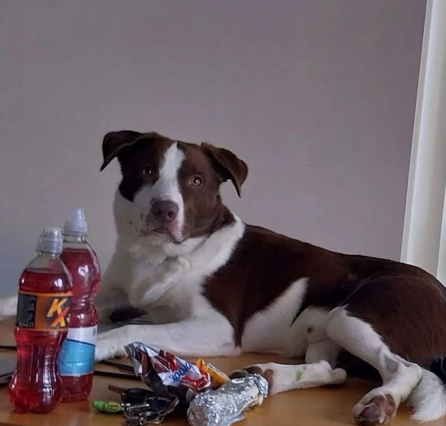 H2RScotland's tweet photo. (Inverness) Rolo is patiently waiting for his new home, can you please share to help him on his way? 

Beautiful boy Rolo is a 3 year old Collie. He is available and looking for a new home.
Rolo is chipped and healthy with no issues.
He is nervous meeting new people to begin with and may bark but soon comes around and is very friendly.
He eats wet and dry food and likes his treats.
Rolo can sit and give paw. He can sometimes pull on the lead, therefore someone who can handle him is best.
He has only travelled short distances in the car.
Rolo wouldn’t be suitable to a home with cats.
He does like to play with other dogs however we’re unsure how he would be living with another dog so he would be best as the only dog. 
Rolo loves to play with a frisbee and is good with kids.

For more information or to offer a new home please email info@help2rehome.com 

Sorry we are unable to accept messages to the page, please email for any information. 

If you need help to rehome please email info@help2rehome.com