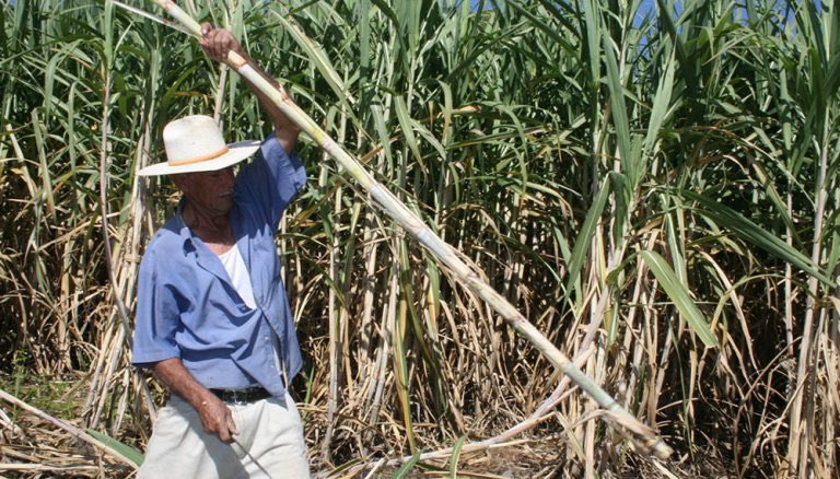 lalo_lima's tweet image. Argentinos de Buenos Aires: ese show caribeño del Súper bowl no nos representa, en Argentina somos europeos y blancos 😡😡😡

Los campos de caña de azúcar de Tucumán, Jujuy y Salta en Argentina:
