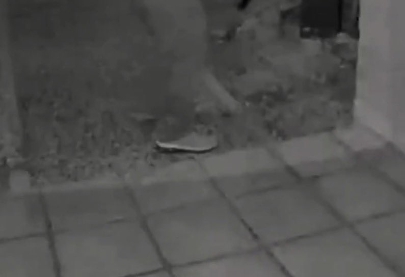 Salty Steno tweet media