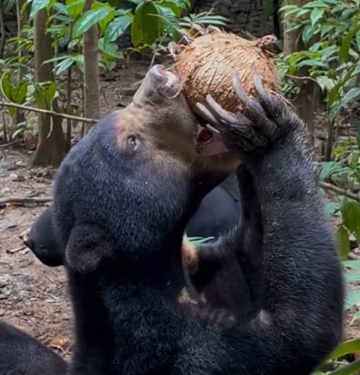 Just a little sunbear drinking some coconut water

#furry #sketch #sunbear