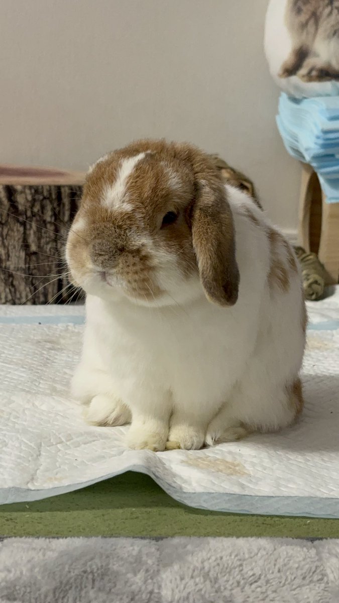 部屋んぽ中〜 #うさぎ